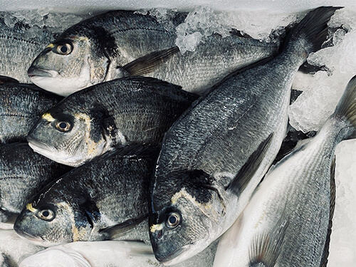 Flake Ice Applicazione per la pesca