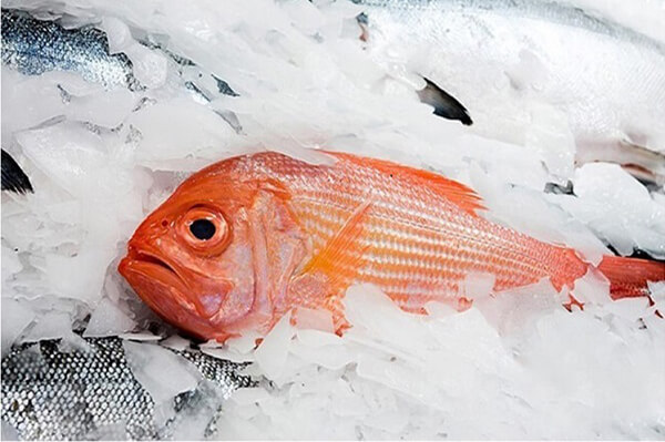 Flake Ice per la pesca