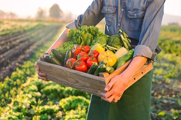sfaldare ghiaccio per verdure fresche mantenimento